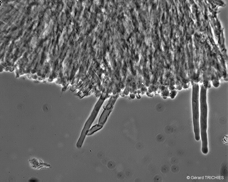 phlebia